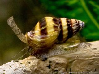 Anentome helena est un membre de la famille Buccinidae