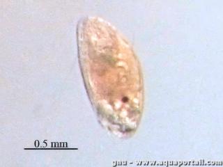 cypris