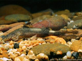 Sisoridae (espèce Glyptothorax platypogonides)