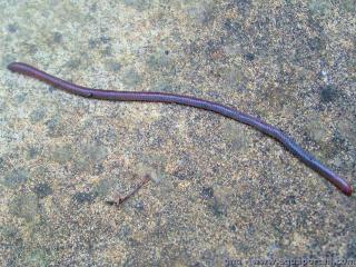 Haplotaxida (especie Helodrilus caliginosus)