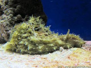 Dolabella auricularia