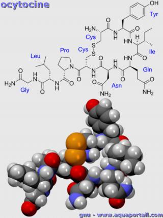 ocytocine