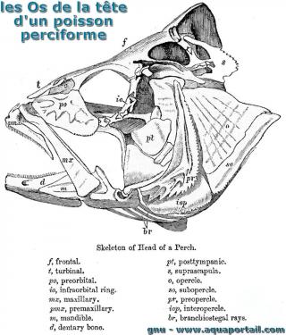 Les os de la tte d'un poisson avec le branchiostge