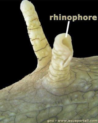 Le rhinophore de Aplysia californica (aplysie type nudibranche)