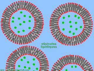 Vsicules lipidiques (vsicules cellulaires)