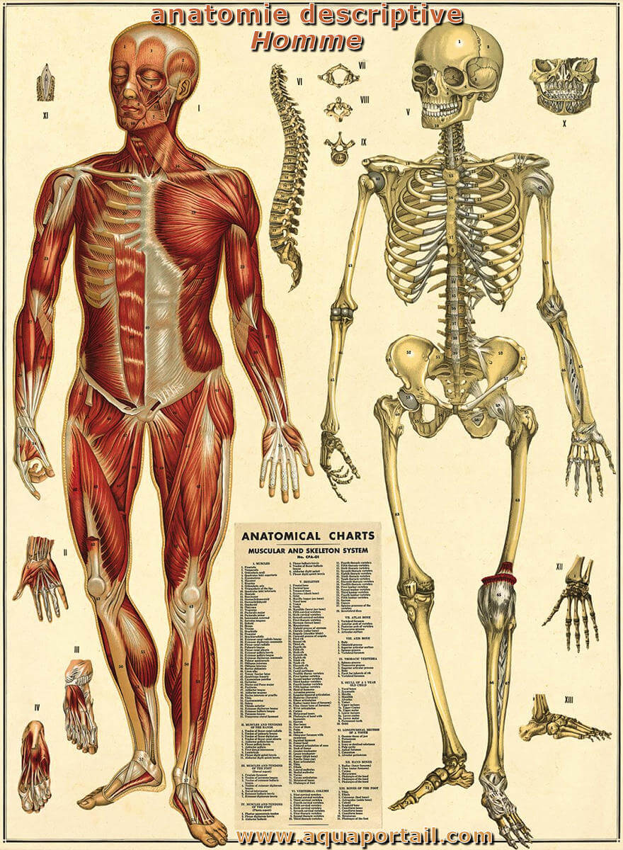 Anatomie Humaine D finition Et Explications