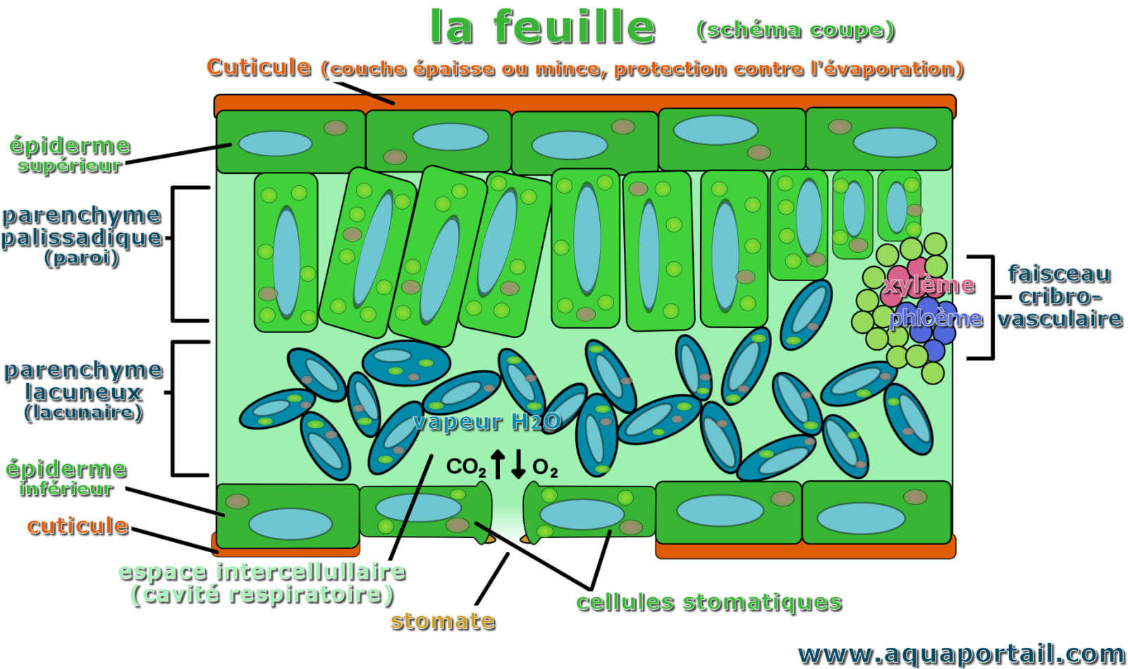 Feuille : définition, types, morphologie, couleur