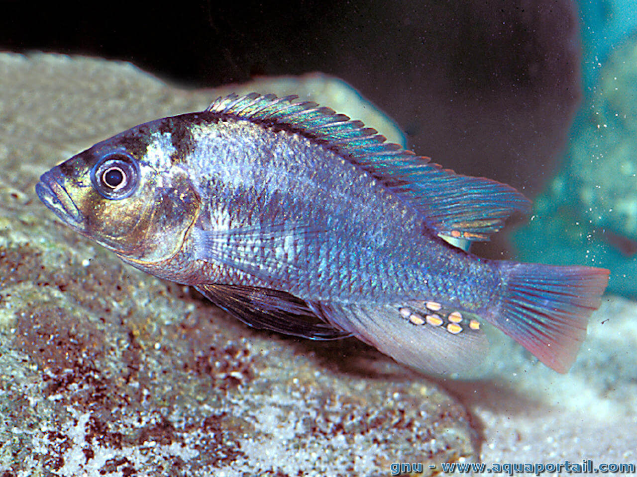 Genre Haplochromis (poissons Haplos)