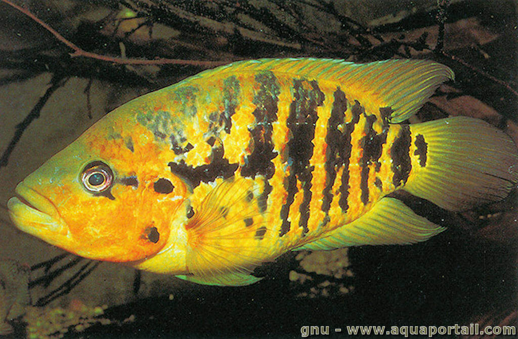 Parachromis friedrichsthalii
