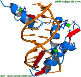 ADN protine  doigts de zinc avec facteur de transcription