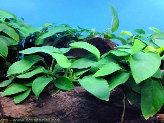 Plantes Anubias barteri barteri immerges en aquarium
