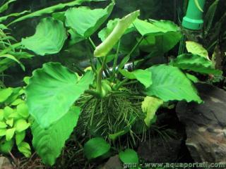 Forme immerge de Anubias Caladiifolia 1705 en aquarium