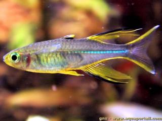 Un macho de Marosatherina ladigesi (celebs rainbow)