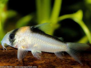 Corydoras adolfoi macho
