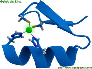 doigt de zinc