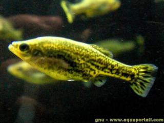 Varit jaune de Ameca splendens