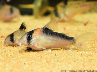 Hembra de Corydoras adolfoi (macho al fondo)