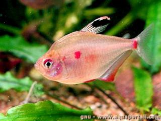 Femelle Hyphessobrycon erythrostigma