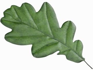 Feuille verte de Chne, oak leaf