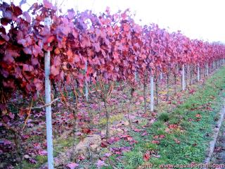 Les feuilles rouges du raisin Cabernet