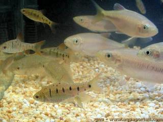 Un groupe de barbus dors Barbodes (Puntius) semifasciolatus