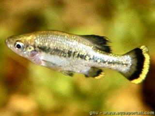 Ameca (especie Ameca splendens)