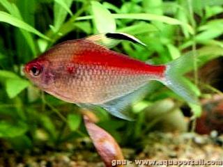 Ttra coeur saignant mle Hyphessobrycon erythrostigma