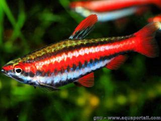 Un mle Nannostomus mortenthaleri, poisson crayon rouge du Prou