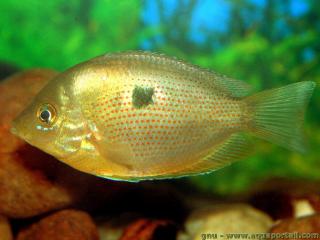 Mle Etroplus maculatus sauvage