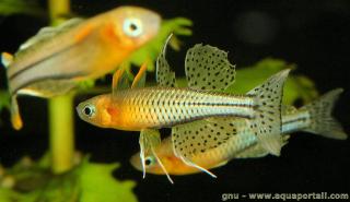 Tres Pseudomugil gertrudae, 1 macho, 2 hembras 