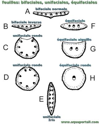 Les types de feuilles : bifaciales, unifaciales, quifaciales