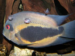 Un Uaru amphiacanthoides macho con sus alevines