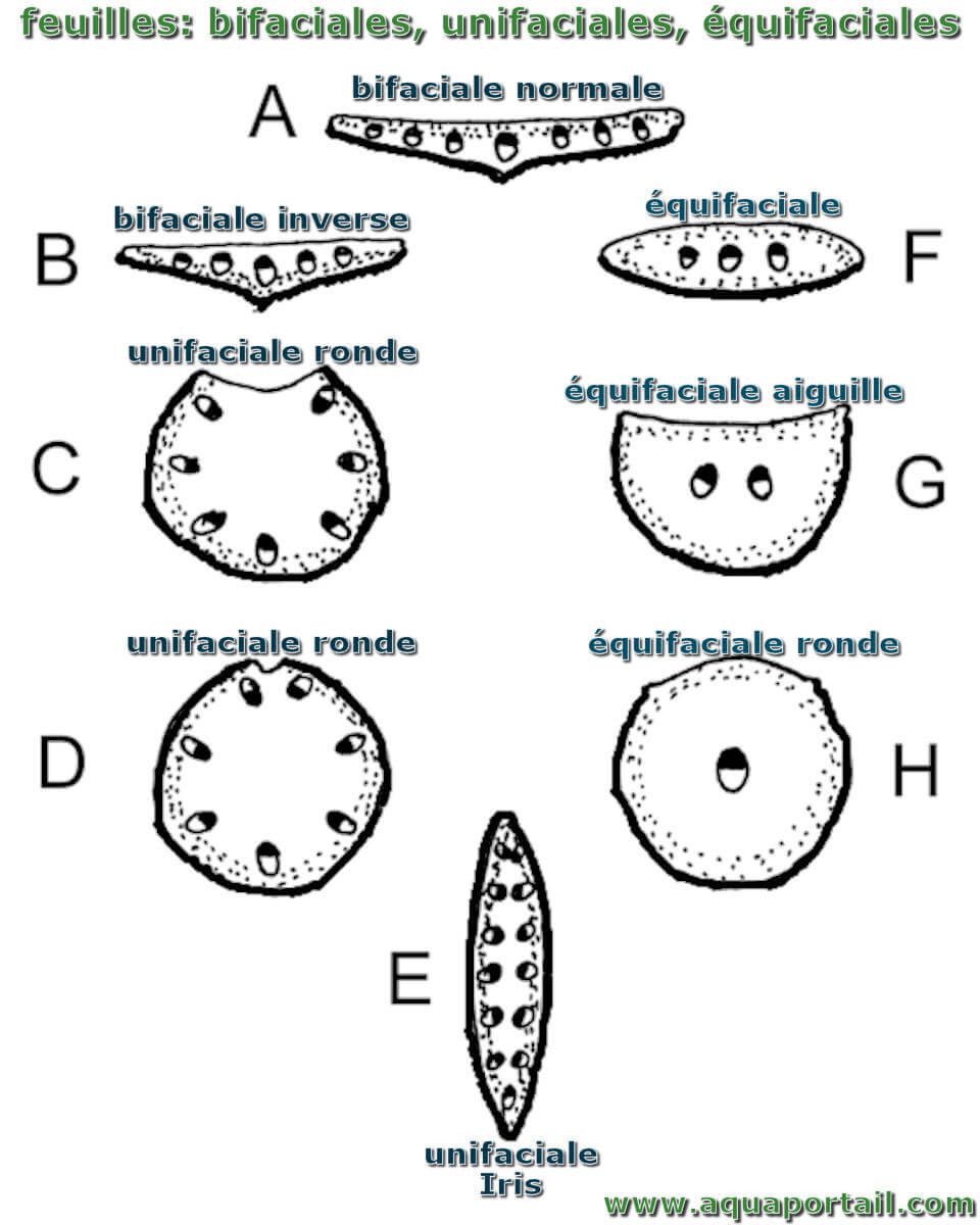 Le système caulinaire, la feuille - Biologie101