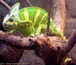 Camalen con casco, macho, Chamaeleo calyptratus 