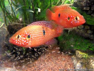 Un couple Rubricatochromis bimaculatus (ou Hemichromis bimaculatus) et les alevins