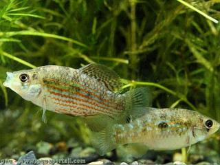 Pareja Jordanella floridae (Pez bandera estadounidense)