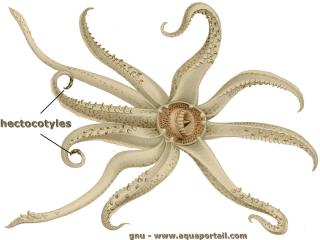 hectocotyle