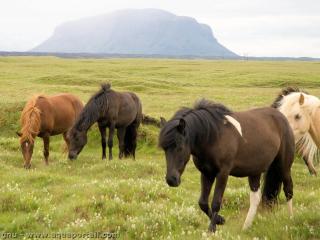 pastoralisme