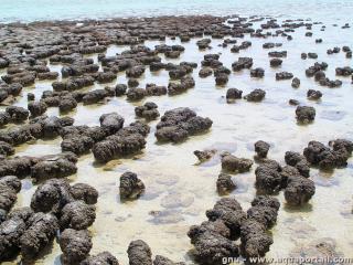 stromatolithe