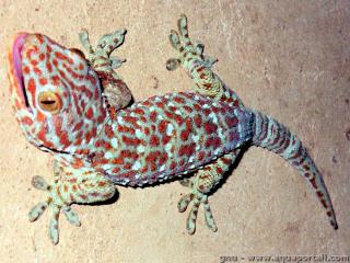 Gekkonidae (espce Tokay gecko)