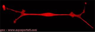 cellule de Schwann