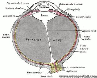 Uve d'un oeil