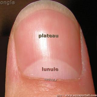 La lunule d'un ongle