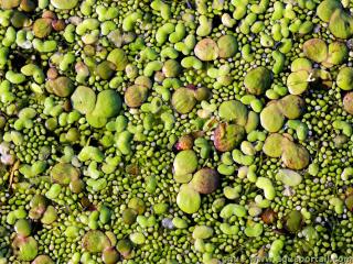 Du phytoneuston constitu de plantes Wolffia et Spirodela