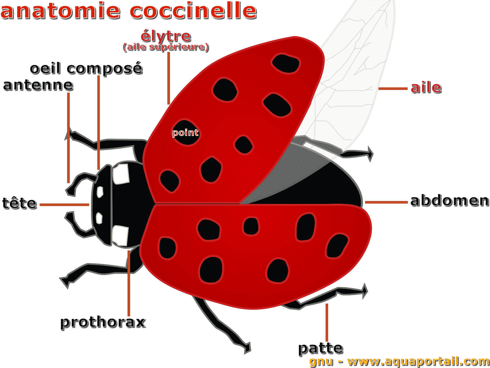 Coccinelle : définition et explications