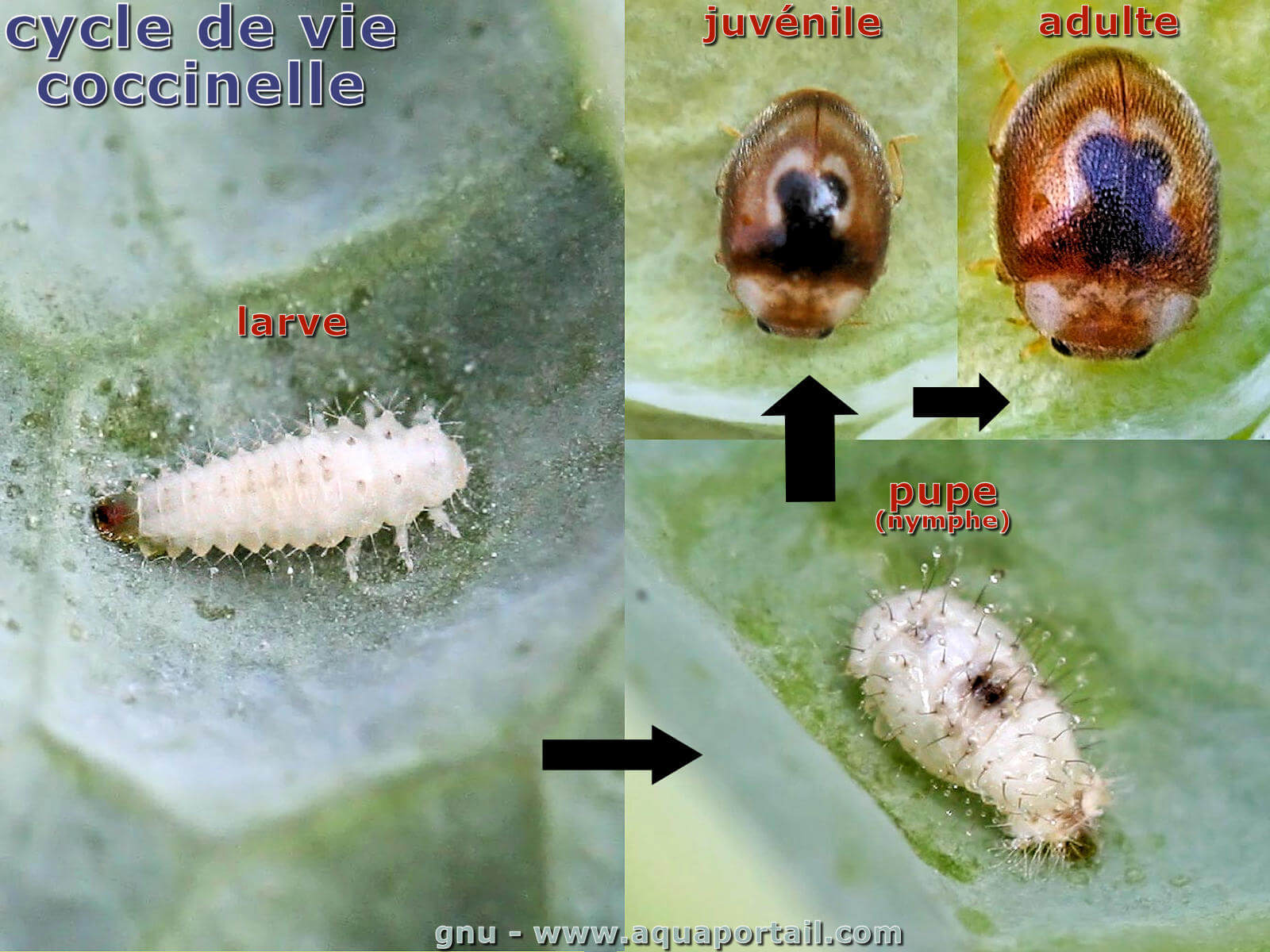 Les points des coccinelles indiquent-ils leur âge ?