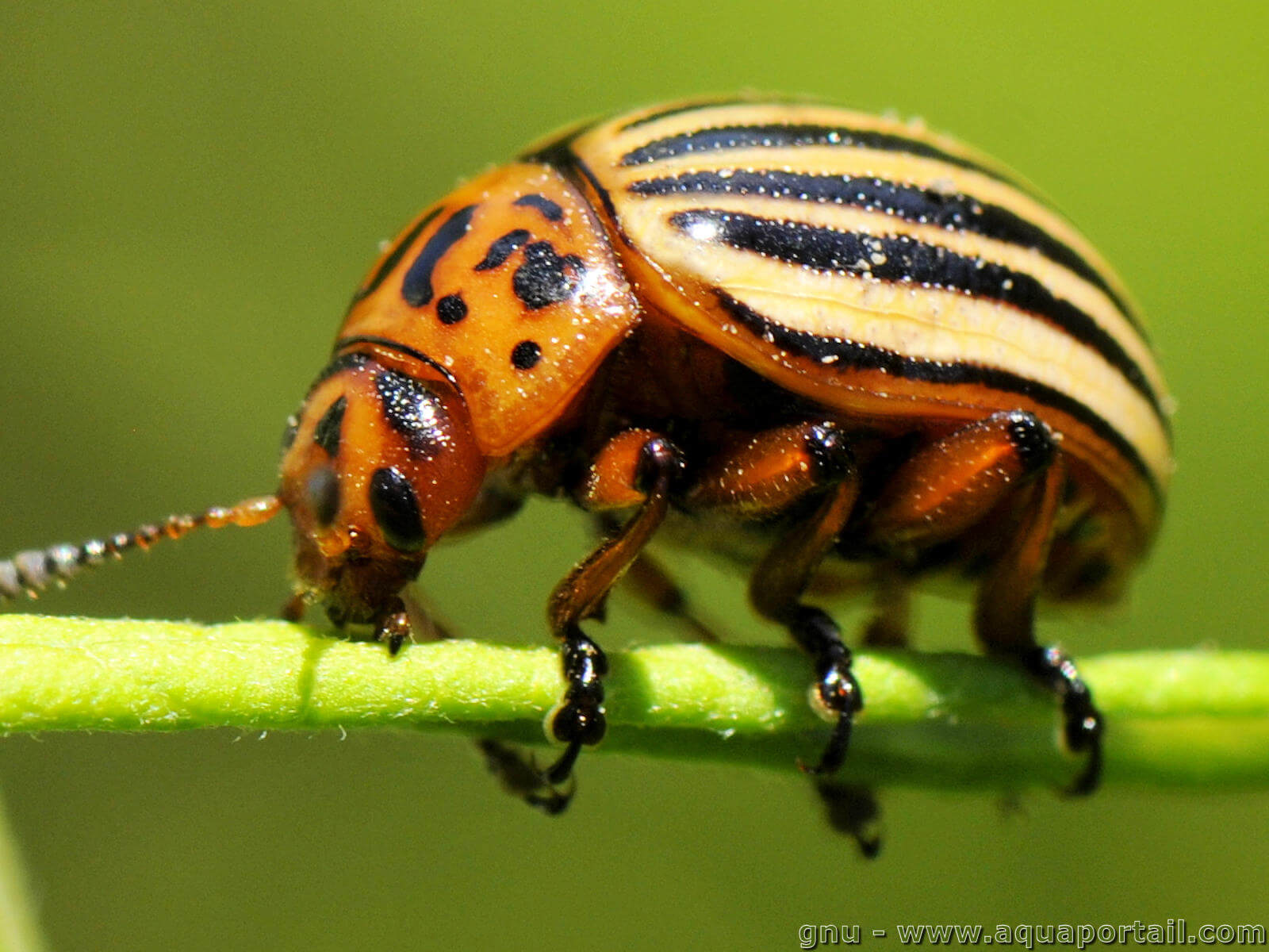 Faune et Flore insolite  - Page 29 Doryphore-leptinotarsa-decemlineata