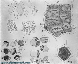 Des aleurones crystallodes et globodes