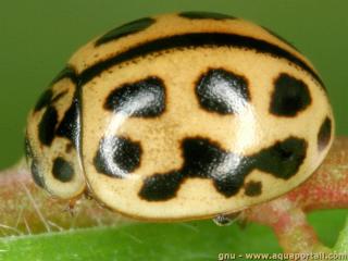 La coccinelle jaune  seize points Tytthaspis sedecimpunctata