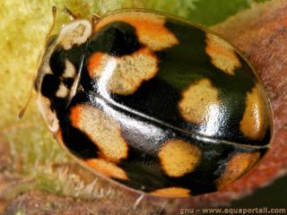 Une coccinelle noire  dix points Adalia decempunctata
